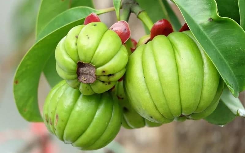 garcinia cambogia - Indian herb for effective reduction in weight and fat