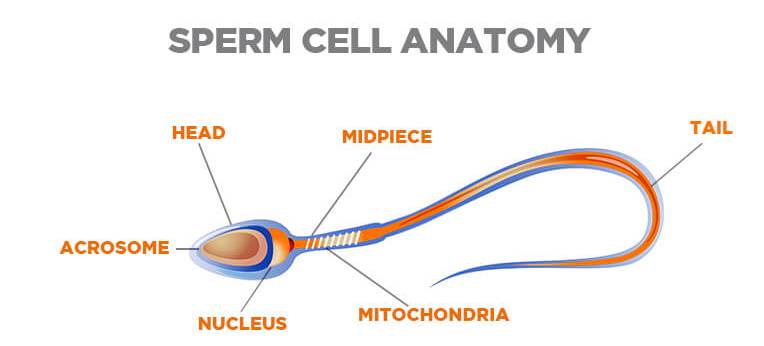 Sperm Morphology (Appearance) .