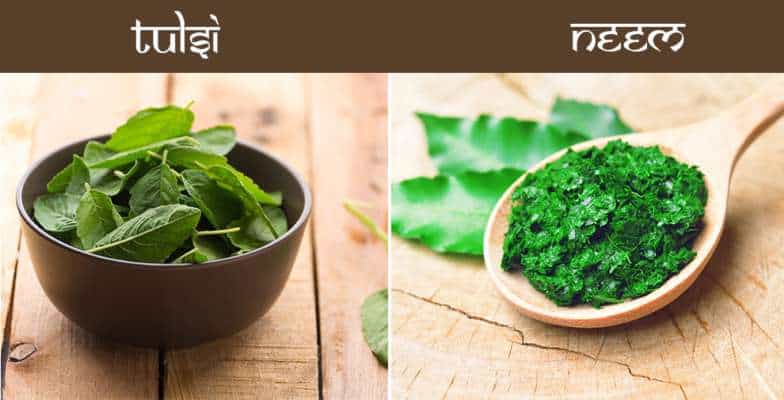 neem and tulsi leaves are good for type 1 and type 2 diabetes